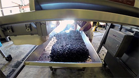 Pinot Noir, Harvest 2015